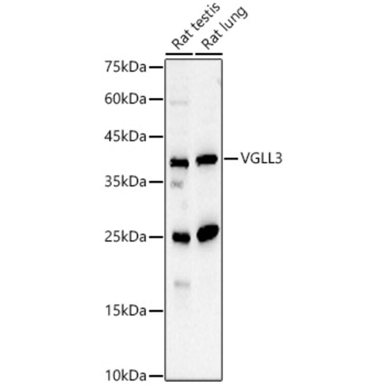 Western Blot - Anti-VGLL3 Antibody (A91770) - Antibodies.com