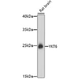 Western Blot - Anti-YKT6 Antibody (A91773) - Antibodies.com