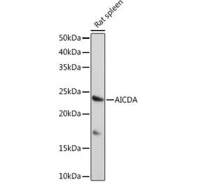 Western Blot - Anti-AICDA Antibody (A91777) - Antibodies.com