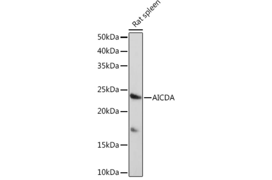Western Blot - Anti-AICDA Antibody (A91777) - Antibodies.com