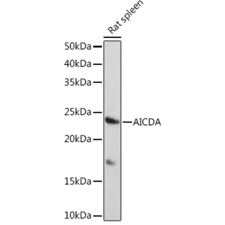 Western Blot - Anti-AICDA Antibody (A91777) - Antibodies.com