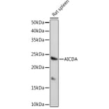 Western Blot - Anti-AICDA Antibody (A91777) - Antibodies.com