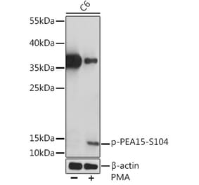 Western Blot - Anti-PEA15 (phospho Ser104) Antibody (A91778) - Antibodies.com