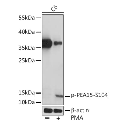 Western Blot - Anti-PEA15 (phospho Ser104) Antibody (A91778) - Antibodies.com