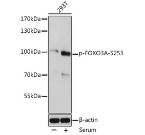 Western Blot - Anti-FOXO3A (phospho Ser253) Antibody (A91783) - Antibodies.com