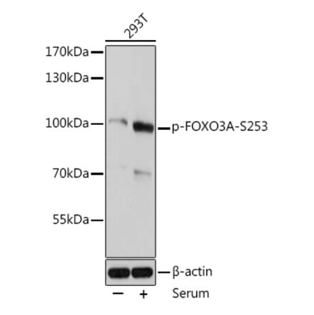 Western Blot - Anti-FOXO3A (phospho Ser253) Antibody (A91783) - Antibodies.com