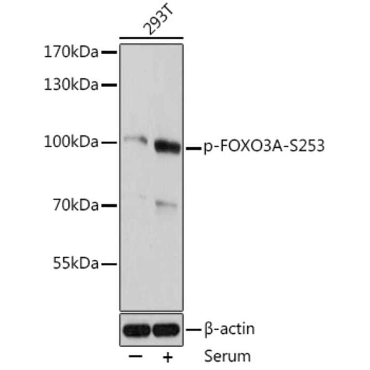 Western Blot - Anti-FOXO3A (phospho Ser253) Antibody (A91783) - Antibodies.com
