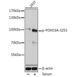 Western Blot - Anti-FOXO3A (phospho Ser253) Antibody (A91783) - Antibodies.com