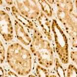 Immunohistochemistry - Anti-FOXO3A (phospho Ser253) Antibody (A91783) - Antibodies.com