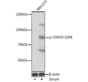 Western Blot - Anti-FOXO3A (phospho Ser294) Antibody (A91784) - Antibodies.com