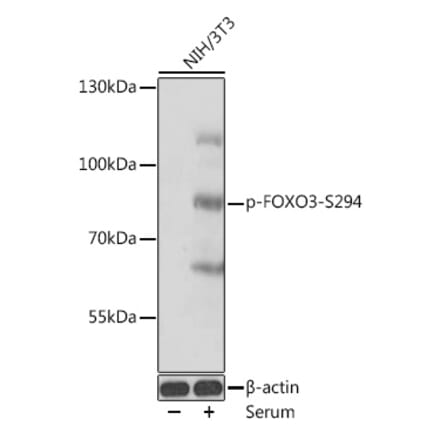 Western Blot - Anti-FOXO3A (phospho Ser294) Antibody (A91784) - Antibodies.com