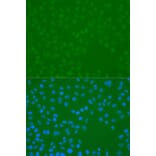 Immunofluorescence - Anti-CHEK1 (phospho S296) Antibody (AP0831) - Antibodies.com