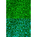 Immunofluorescence - Anti-FANCG (phospho S383) Antibody (AP0833) - Antibodies.com