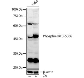 Western Blot - Anti-IRF3 (Phospho S386) Antibody (A91788) - Antibodies.com