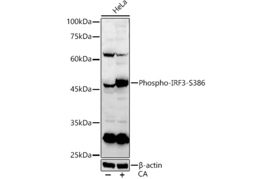 Western Blot - Anti-IRF3 (Phospho S386) Antibody (A91788) - Antibodies.com
