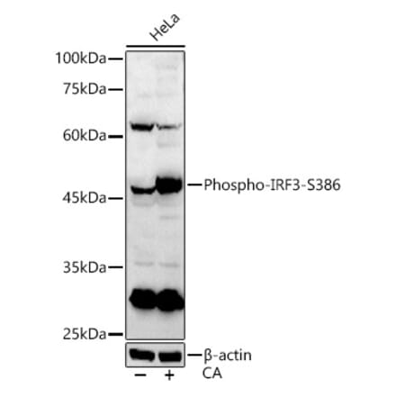 Western Blot - Anti-IRF3 (Phospho S386) Antibody (A91788) - Antibodies.com