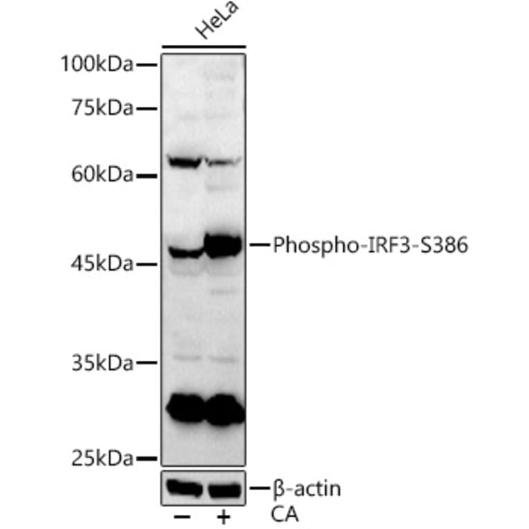 Western Blot - Anti-IRF3 (Phospho S386) Antibody (A91788) - Antibodies.com