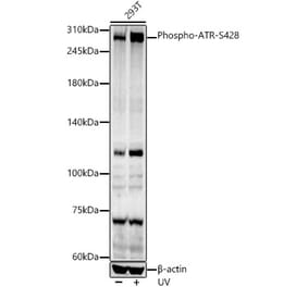 Western Blot - Anti-ATR (phospho Ser428) Antibody (A91791) - Antibodies.com