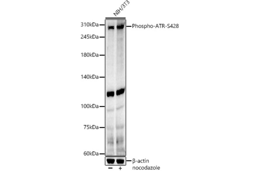 Western Blot - Anti-ATR (phospho Ser428) Antibody (A91791) - Antibodies.com