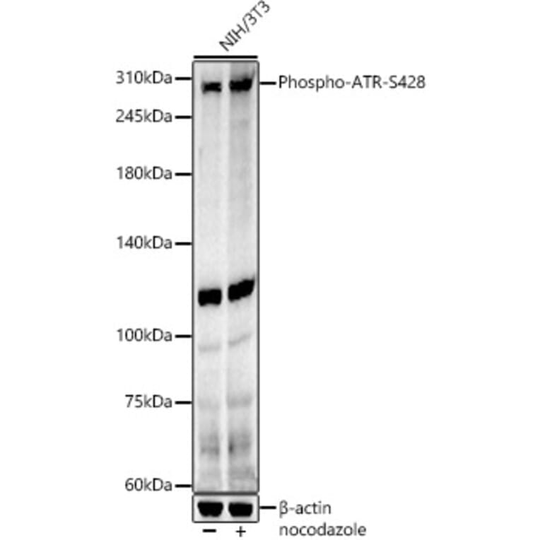 Western Blot - Anti-ATR (phospho Ser428) Antibody (A91791) - Antibodies.com