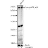 Western Blot - Anti-ATR (phospho Ser428) Antibody (A91791) - Antibodies.com