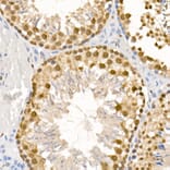 Immunohistochemistry - Anti-ATR (phospho Ser428) Antibody (A91791) - Antibodies.com