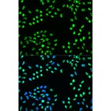 Immunofluorescence - Anti-ATR (phospho Ser428) Antibody (A91791) - Antibodies.com