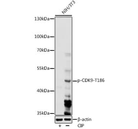 Western Blot - Anti-Cdk9 (phospho Thr186) Antibody (A91795) - Antibodies.com