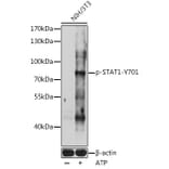 Western Blot - Anti-STAT1 (phospho Tyr701) Antibody (A91807) - Antibodies.com