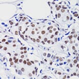 Immunohistochemistry - Anti-Histone H2B (acetyl Lys15) Antibody (A91809) - Antibodies.com