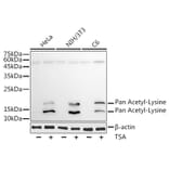 Western Blot - Anti-Pan Acetyl-Lysine Antibody [AMC0491] (A91810) - Antibodies.com