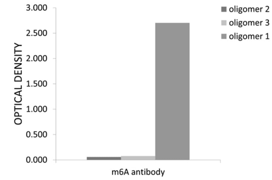 Nucleotide Array - Anti-N6-Methyladenosine Antibody (A91811) - Antibodies.com