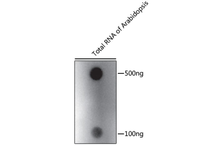 Dot Blot - Anti-N6-Methyladenosine Antibody (A91811) - Antibodies.com