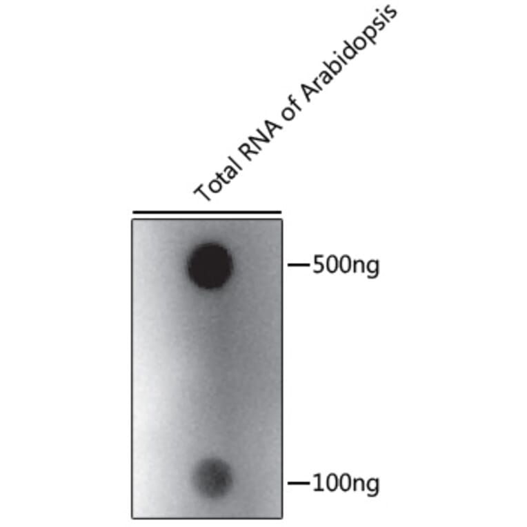 Dot Blot - Anti-N6-Methyladenosine Antibody (A91811) - Antibodies.com