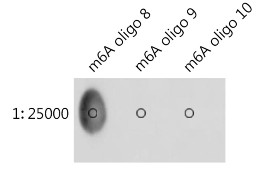 Dot Blot - Anti-N6-Methyladenosine Antibody (A91811) - Antibodies.com