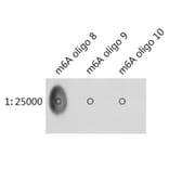 Dot Blot - Anti-N6-Methyladenosine Antibody (A91811) - Antibodies.com