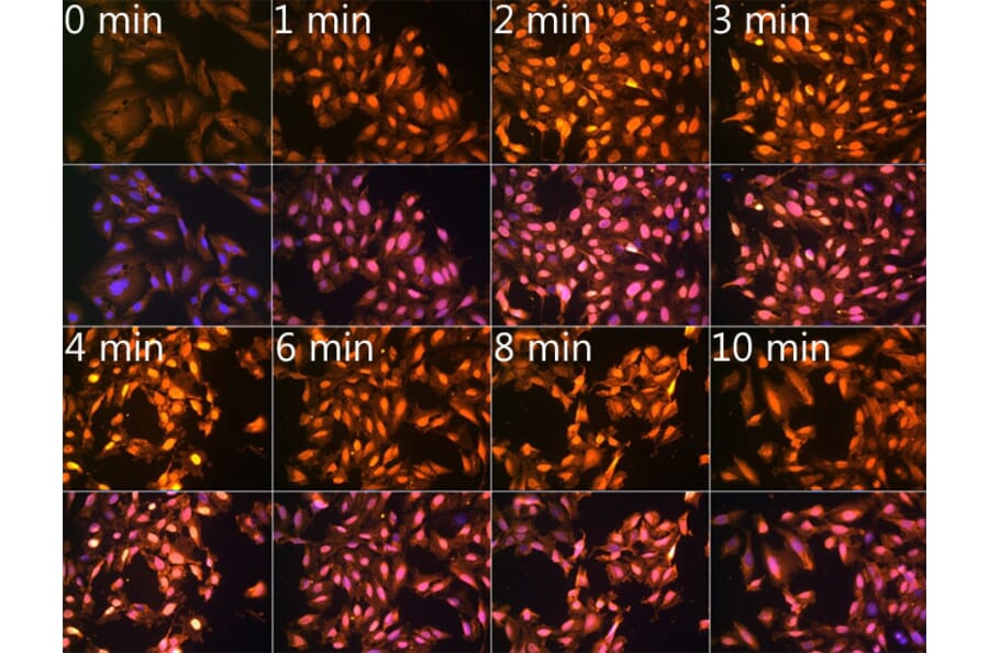 Immunofluorescence - Anti-N6-Methyladenosine Antibody (A91811) - Antibodies.com