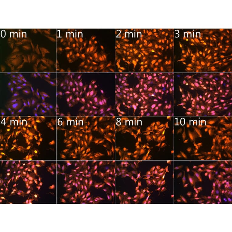 Immunofluorescence - Anti-N6-Methyladenosine Antibody (A91811) - Antibodies.com