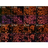 Immunofluorescence - Anti-N6-Methyladenosine Antibody (A91811) - Antibodies.com