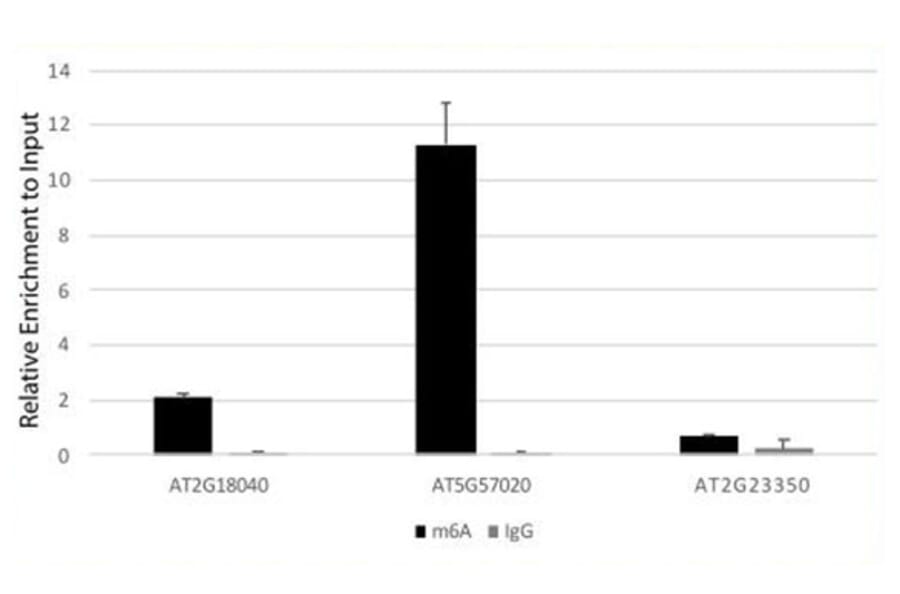 Immunoprecipitation - Anti-N6-Methyladenosine Antibody (A91811) - Antibodies.com