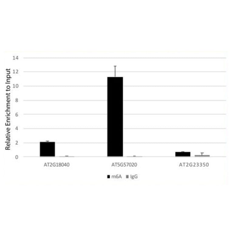 Immunoprecipitation - Anti-N6-Methyladenosine Antibody (A91811) - Antibodies.com