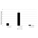 Immunoprecipitation - Anti-N6-Methyladenosine Antibody (A91811) - Antibodies.com