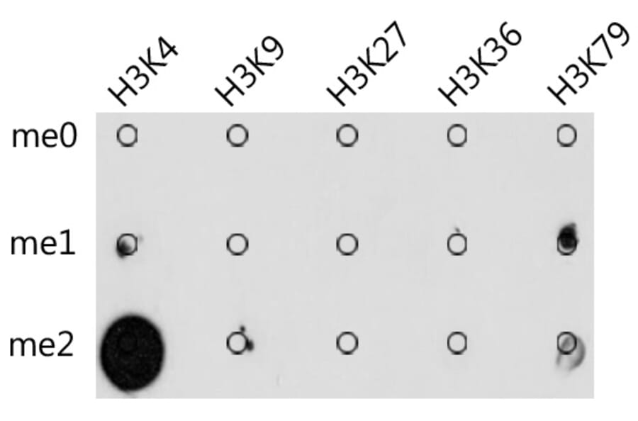 Anti-di methy Lysine Antibody (A17323) - Antibodies.com
