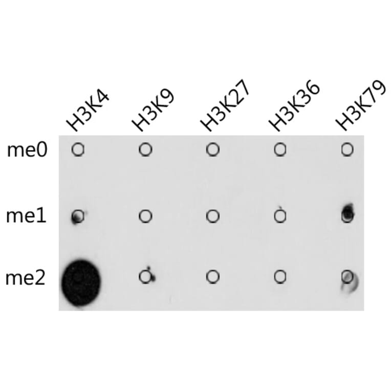Anti-di methy Lysine Antibody (A17323) - Antibodies.com