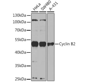 Western Blot - Anti-Cyclin B2 Antibody (A91816) - Antibodies.com