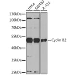 Western Blot - Anti-Cyclin B2 Antibody (A91816) - Antibodies.com