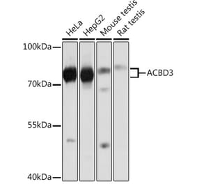 Western Blot - Anti-ACBD3 Antibody (A91822) - Antibodies.com