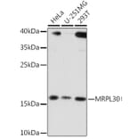 Western Blot - Anti-MRPL30 Antibody (A91823) - Antibodies.com