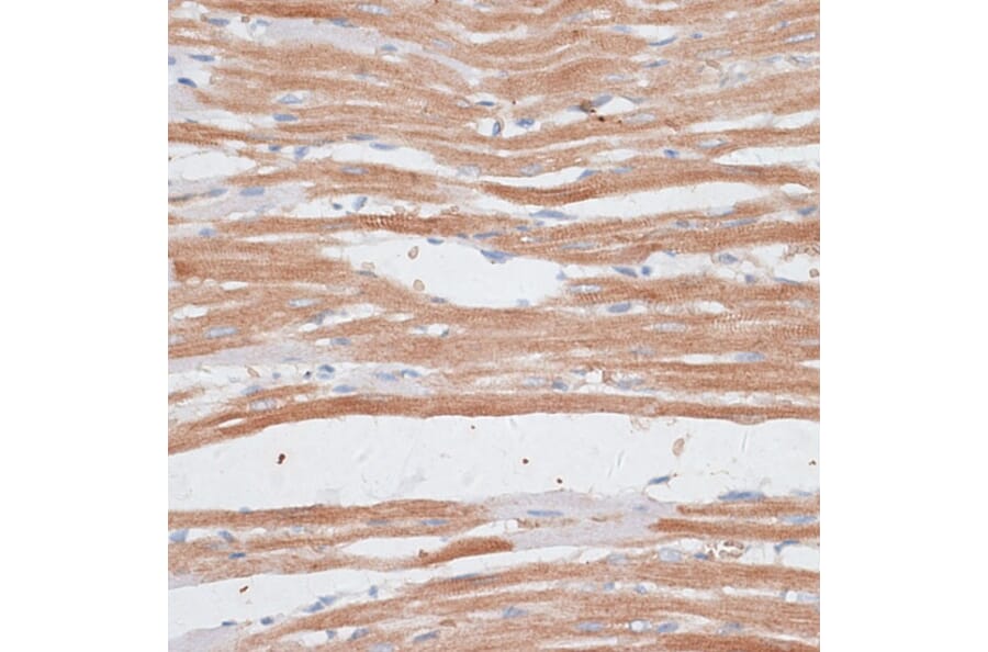 Immunohistochemistry - Anti-p60 katanin Antibody (A91824) - Antibodies.com