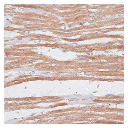 Immunohistochemistry - Anti-p60 katanin Antibody (A91824) - Antibodies.com